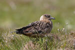 Chaluha velká (Stercorarius skua)