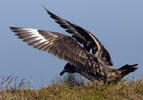 Chaluha velká (Stercorarius skua)