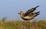 Chaluha velká (Stercorarius skua)