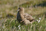 Chaluha velká (Stercorarius skua)