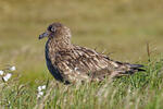 Chaluha velká (Stercorarius skua)