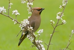 Chochláč severský (Bombycilla garrulus)