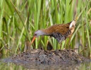 Chřástal vodní (Rallus aquaticus)