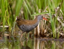 Chřástal vodní (Rallus aquaticus)