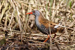 Chřástal vodní (Rallus aquaticus)