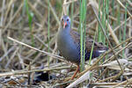 Chřástal vodní (Rallus aquaticus)