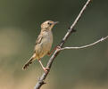 Cistovník rákosníkový (Cisticola juncidis)