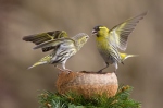 Čížek lesní (Carduelis spinus)