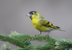 Čížek lesní (Carduelis spinus)