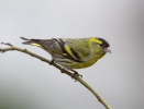 Čížek lesní (Carduelis spinus)