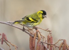 Čížek lesní (Carduelis spinus)