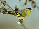 Čížek lesní (Carduelis spinus)