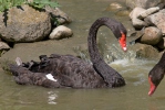 Črni labod (Cygnus atratus)