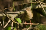 Cvrčilka říční (Locustella fluviatilis)