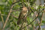 Cvrčilka říční (Locustella fluviatilis)