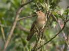 Cvrčilka říční (Locustella fluviatilis)