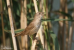 Cvrčilka slavíková (<em>Locustella luscinioides</em>)