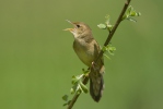 Cvrčilka zelená (Locustella naevia)