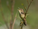 Cvrčilka zelená (Locustella naevia)