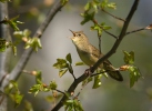 Cvrčilka zelená (Locustella naevia)