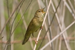 Cvrčilka zelená (Locustella naevia)