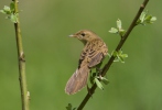 Cvrčilka zelená (Locustella naevia)