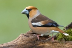 Dlask tlustozobý (Coccothraustes coccothraustes)