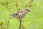 Dlask tlustozobý (Coccothraustes coccothraustes)