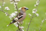 Dlask tlustozobý (Coccothraustes coccothraustes)