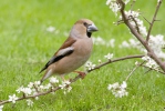 Dlask tlustozobý (Coccothraustes coccothraustes)