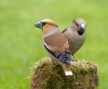 Dlask tlustozobý (Coccothraustes coccothraustes)