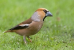 Dlask tlustozobý (Coccothraustes coccothraustes)