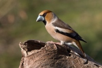 Dlask tlustozobý (Coccothraustes coccothraustes)