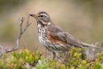 Drozd červenkavý (Turdus iliacus)