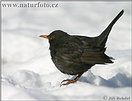 Drozd čierny (Turdus merula)