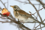 Drozd čvíkotavý (Turdus pilaris)