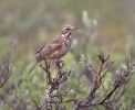 Drozd cvrčala (Turdus iliacus)