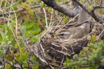 Drozd cvrčala (Turdus iliacus)