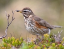 Drozd cvrčala (Turdus iliacus)