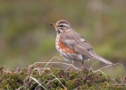 Drozd cvrčala (Turdus iliacus)