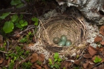 Drozd cvrčala - hnízdo (Turdus iliacus)