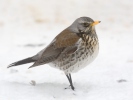 Drozd kvíčala (Turdus pilaris)