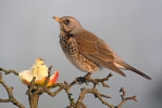 Drozd kvíčala (Turdus pilaris)