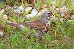 Drozd kvíčala (Turdus pilaris)