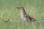 Drozd zpěvný (Turdus philomelos)