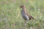 Drozd zpěvný (Turdus philomelos)