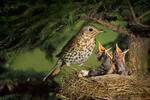 Drozd zpěvný (Turdus philomelos)