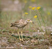 Dytík úhorní (Burhinus oedicnemus)