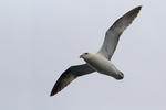 Fulmar ľadový