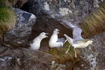 Fulmar ľadový